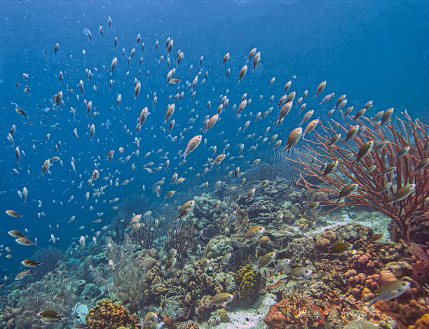 istock Caribbean coral garden 2059250336