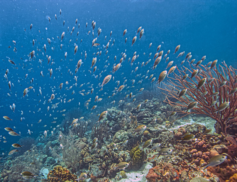 Caribbean marine life and a woman scuba diving in Cayman Brac - Cayman Islands