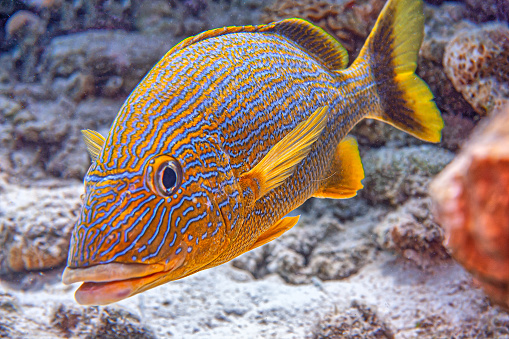 bluestriped grunt,Haemulon sciurus, also known as the boar grunt, golden grunt, humpback grunt, redmouth grunt, or yellow grunt, is a species of marine ray-finned fish, a grunt belonging to the family Haemulidae.