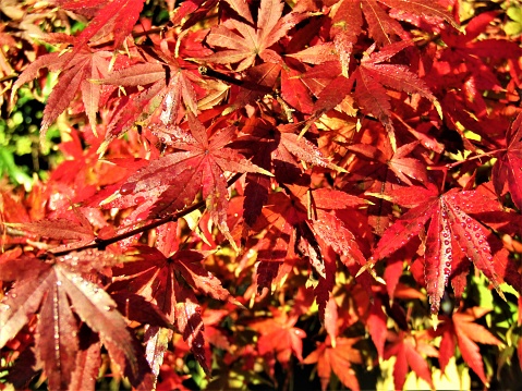 Autumn leaves with Japanese maples