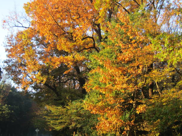 istock Japan. December. Autumn forest at dawn. 2059268020