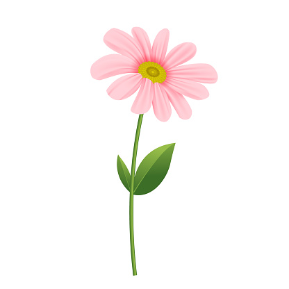 Vector realistic pink chrysanthemum flowers casting shadow on white background
