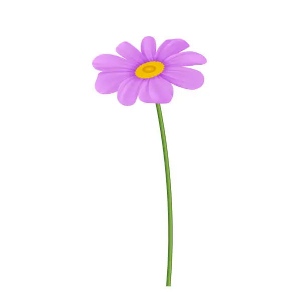 Vector illustration of Vector realistic purple chrysanthemum flowers casting shadow on white background