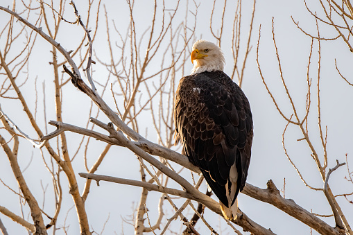 Closeup of America bald eagle. Feathers on bird