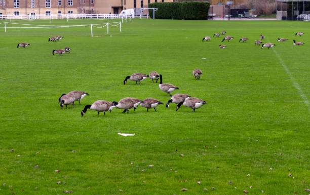 istock Many wild greylag goose on grass in london. 2059355945