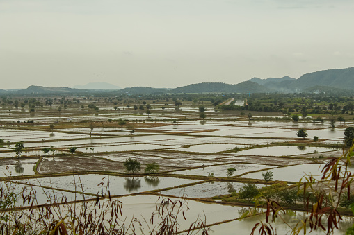 Rice field with the mountain background in Kanchanaburi Thailand during the rainy season