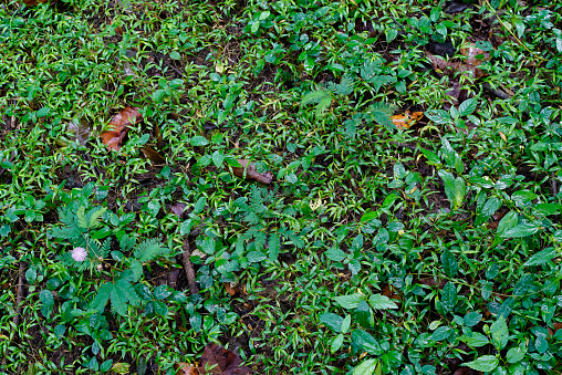 leaf of the Hydrangea macrophylla shrub on a green lawn