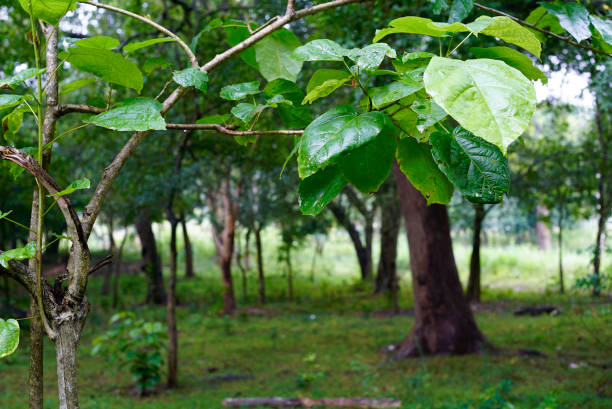 Trees and green landscape in Sri Lanka