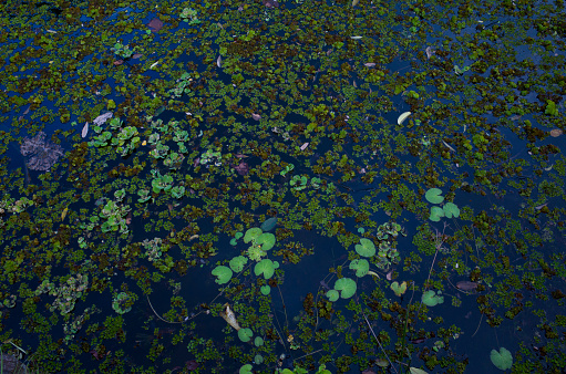 closeup white water lilies floating on a lake, beautiful natural scene