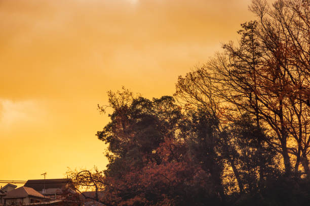 View of the park at sunset