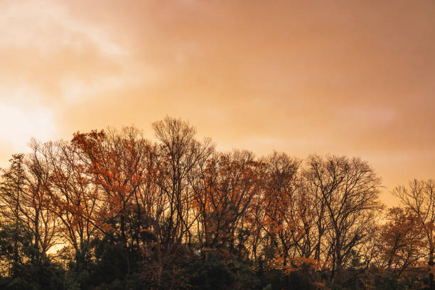 View of the park at sunset