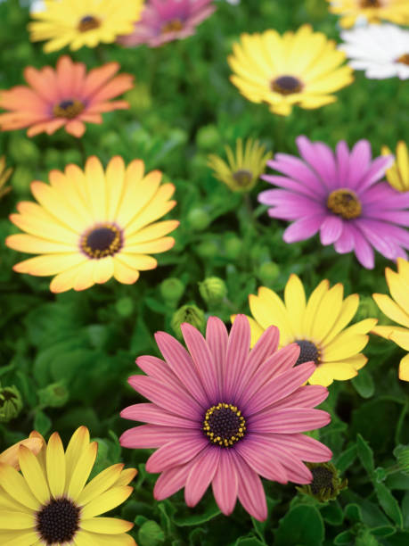istock Osteospermum flower seedlings in full bloom 2059434441