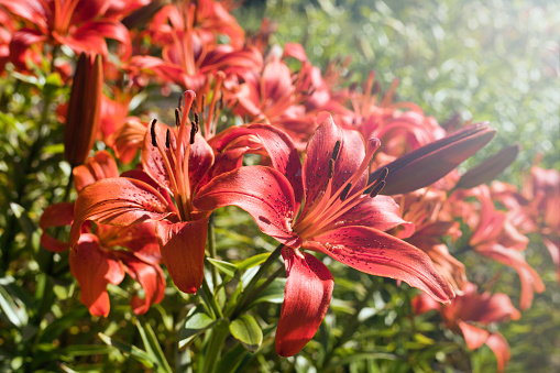 A beautiful red lily flower grows in the garden under the rays of the warm sun. Close-up red lilies named Marco Polo