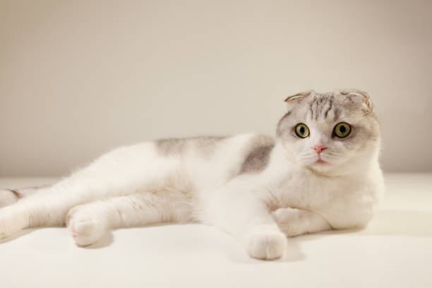 white bicolor scottish fold cat looking open yellow eyes, close-up portrait, kitten breed standard