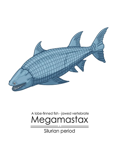Megamastax, a Silurian period largest jawed vertebrate, a lobe-finned fish, colorful illustration on a white background