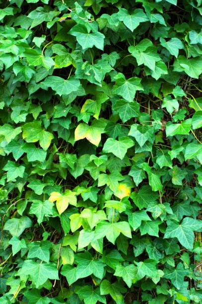 istock Close up of ivy growing on a tree trunk 2059451127