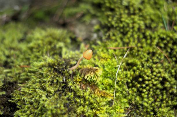 primer plano de un solo hongo de bonete que crece del musgo - sphagnum bog galerina fotografías e imágenes de stock