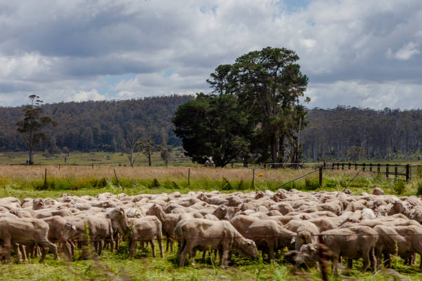 istock Cattle Scenery on The Heritage Highway, Tasmania, 2059451667