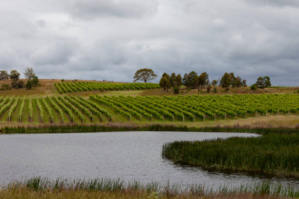 Vineyard, Swansea, Tasmania, Australia