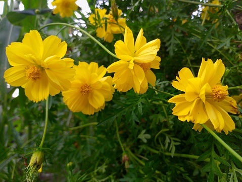 yellow colored sulfur cosmos flower on farm for harvest