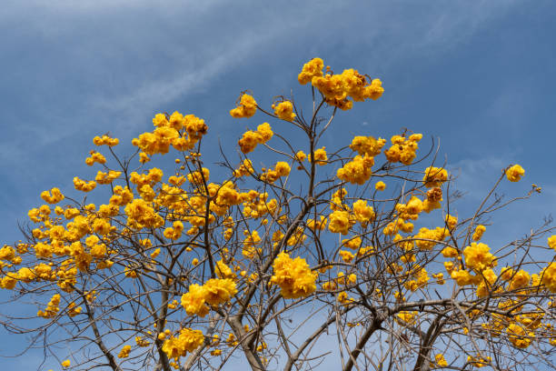 istock Yellow silk cotton flower garden 2059534128