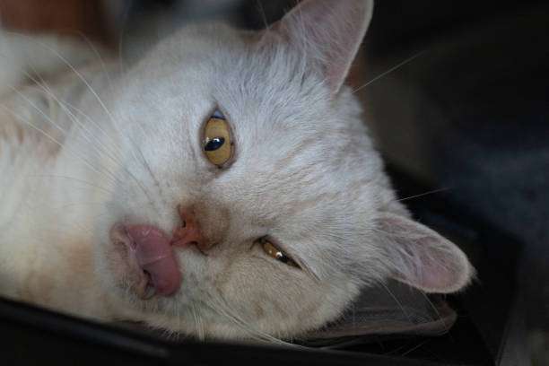 Closeup face shot of Scottish fold cat