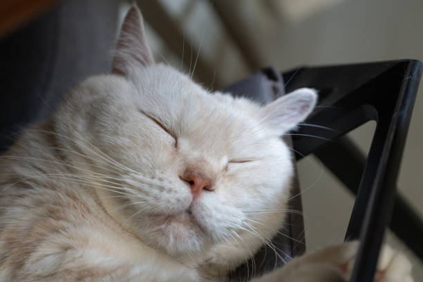 Closeup face shot of Scottish fold cat