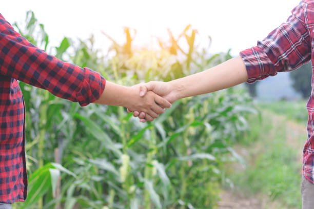 istock Two man shaking hands in the corn field,Concept of agricultural cooperation 2059549109