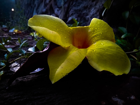 yellow allamanda flowers with raindrops, allamada flowers are ornamental plants also known as bell flowers or buttercup flowers.