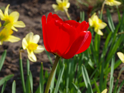 Beautiful Tulip