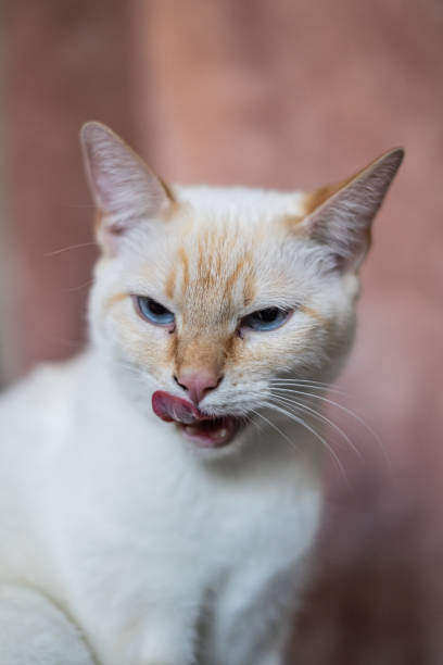 istock Cat Licking Lips Mouth Open Dirty Eyes Dirty Kitty 2059563479