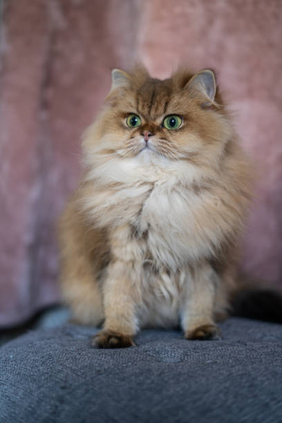 istock Fluffy Ball of Fluff Scottish Cat 2059563481