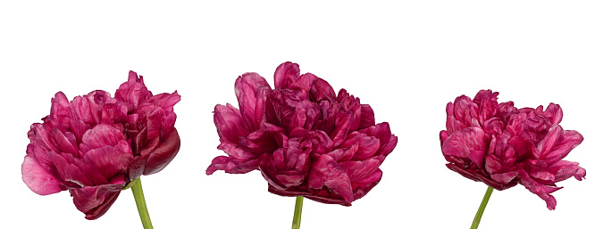 Group of three burgundy magenta peony flower heads isolated cutout on white background