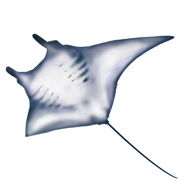 istock illustration of swimming manta isolated 2059573890