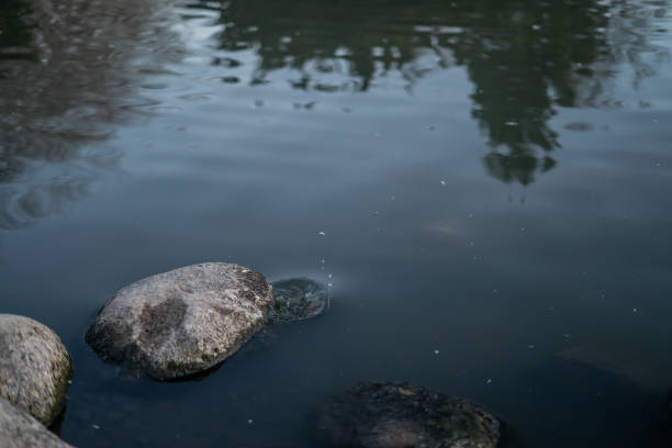 turtles swimming in their habitat