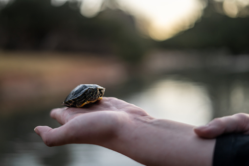 Little Box Turtle Lake