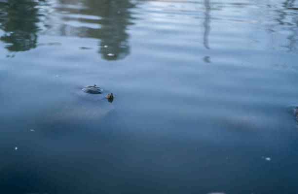 A Red Earled Slider Turtle Floating on Water