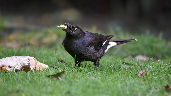 Pied Currawong eating chicken on the grass
