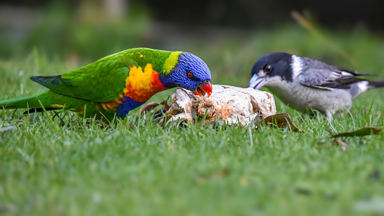 Australian native magpie and rainbow lorikeet scavenging on the grass