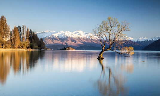 Lake Wanaka, New Zealand - Famous Wanaka Tree (South Island)