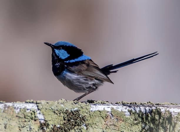 istock Superb Fairywren - Macrophotography 2059673237