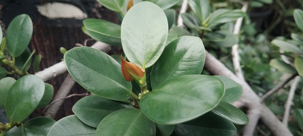 An enchanting image capturing the beauty of Ficus Coreana leaves. In Indonesia it is usually called Beringin dollar or Beringin Korea, also widely used for bonsai