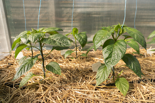 Seedlings at home or in a greenhouse. Growing vegetables from bell pepper seeds at home.