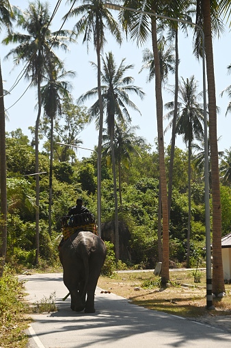 Pattani , Thailand - February 25 ,2024 : Mahout and elephant Service to take tourists to sit on the back of an elephant. Walk around  the road into the gardens on February 25,2024. Located at Khae Khae Beach in Thailand.