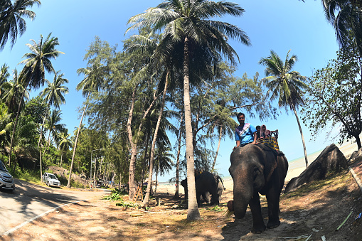 Pattani, Thailand - February 25 , 2024 : Mahout and elephant at the starting point to take tourists to sit on the back of an elephant Walk around the road into the garden on February 25, 2024. Located at Kae Khae Beach in Thailand.
