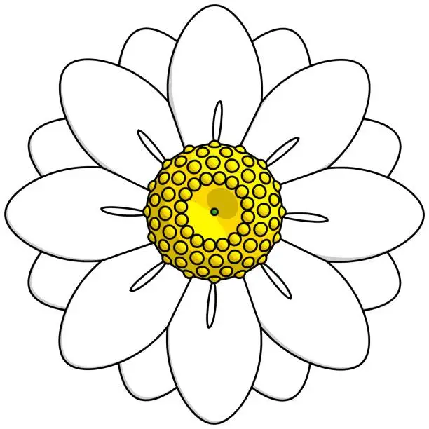 Vector illustration of Daisy flower element. Vector illustration with spring season theme. Editable vector element.