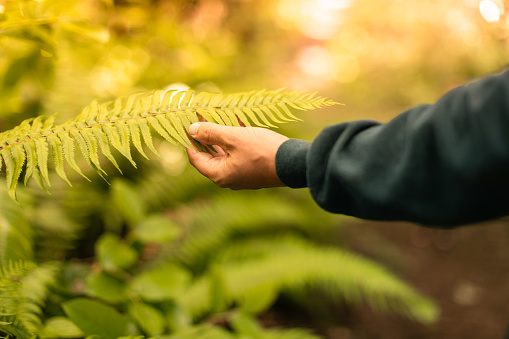 Men touching fern in the forest.