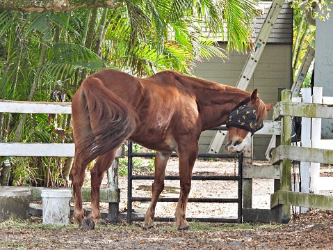 Horse - profile