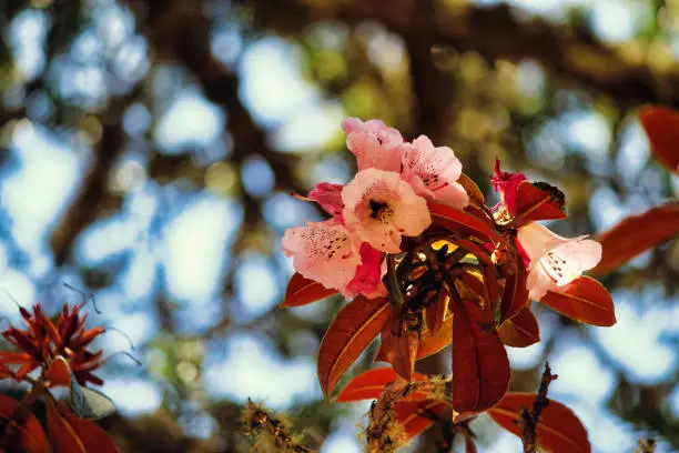 Pink Rhododendron flowers cover the lower hillsides of Nepal in a riot of glorious colours during early spring and summer in the Khumbu region,Nepal