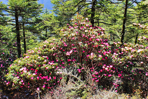 Pink Rhododendron flowers cover the lower hillsides of Nepal in a riot of glorious colours during early spring and summer in the Khumbu region,Nepal